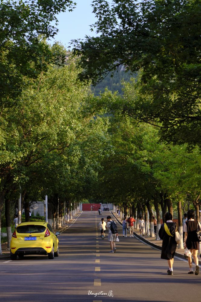 白玉兰路 12
