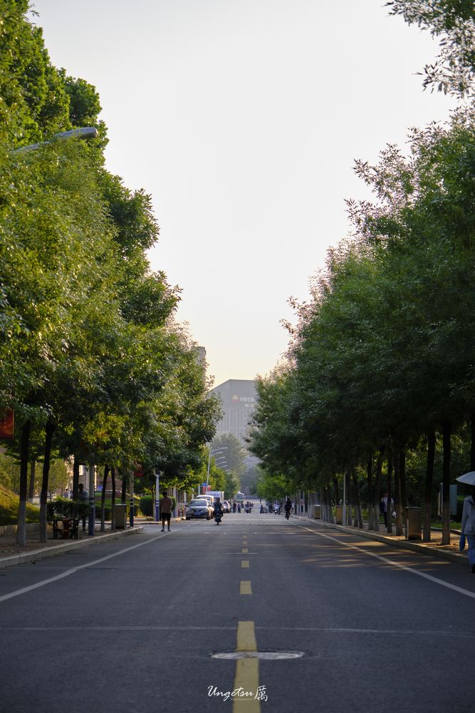 白玉兰路 17